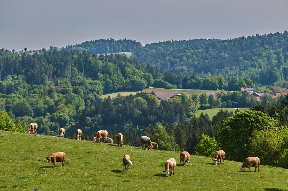 Kühe auf einer Wiese am Höflerhof