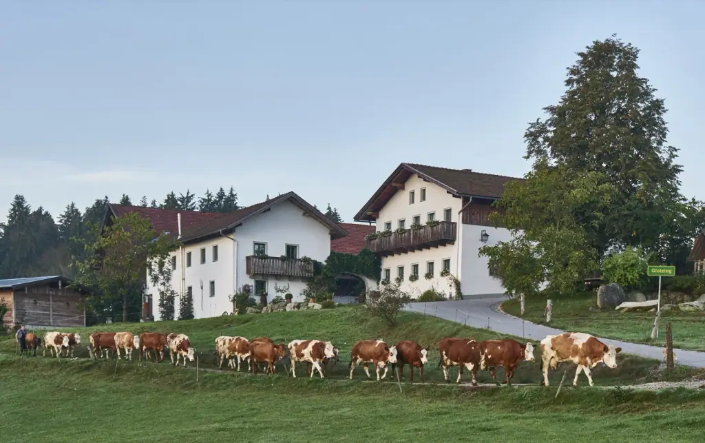 Kühe vor den Gebäuden des Höflerhofs