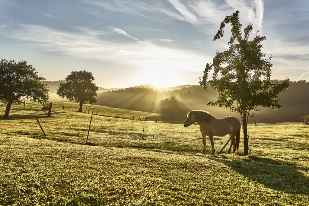 Ein Pony auf der Wiese bei Sonnenaufgang