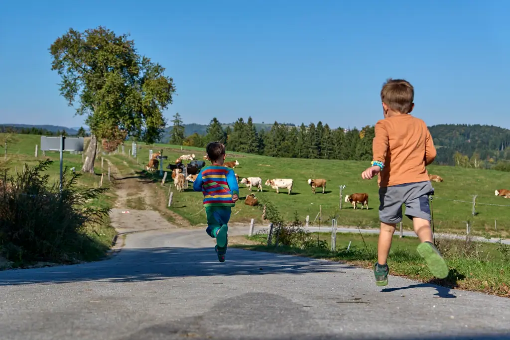 Zwei Kinder laufen auf dem Hofweg zur Weide mit Kühen