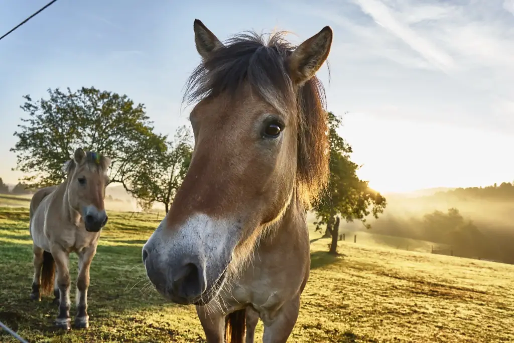 Zwei Ponys auf einer Wiese im Morgenlicht