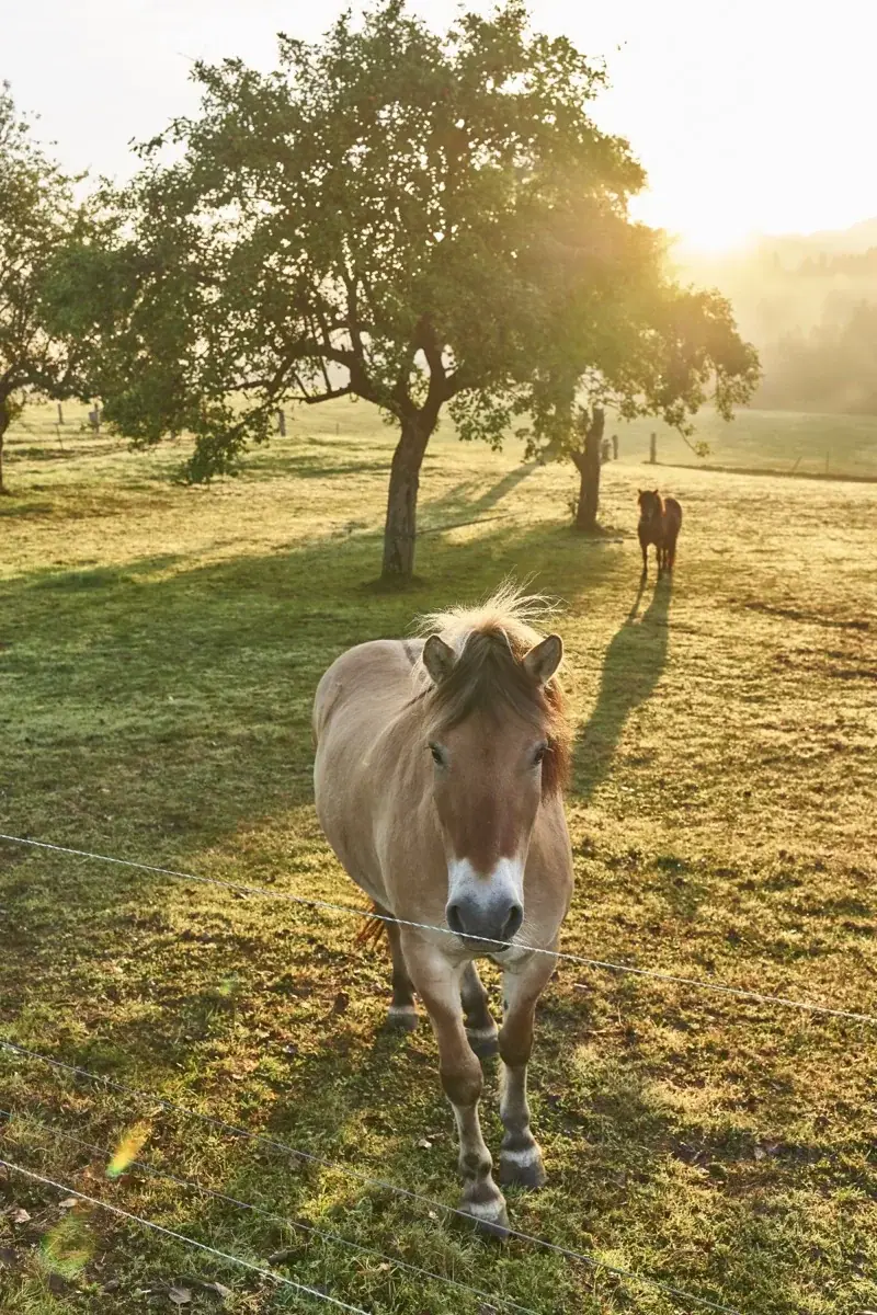 Ein Pony auf einer Wiese im warmen Morgenlicht