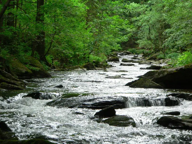 Ein Bachlauf zwischen moosbewachsenen Felsen und dichtem Wald