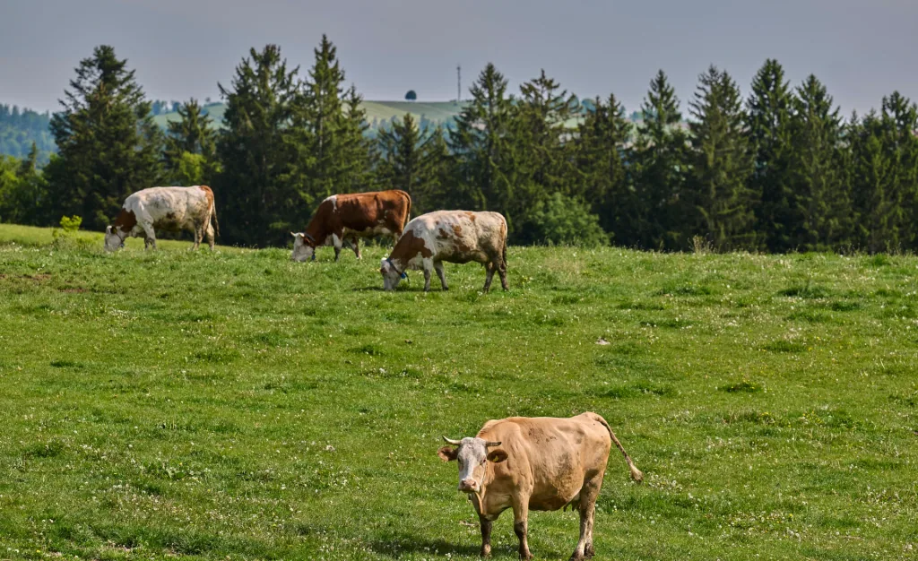 Eine hellbraune Kuh blickt in die Kamera, dahinter grasen weitere Kühe auf der Weide