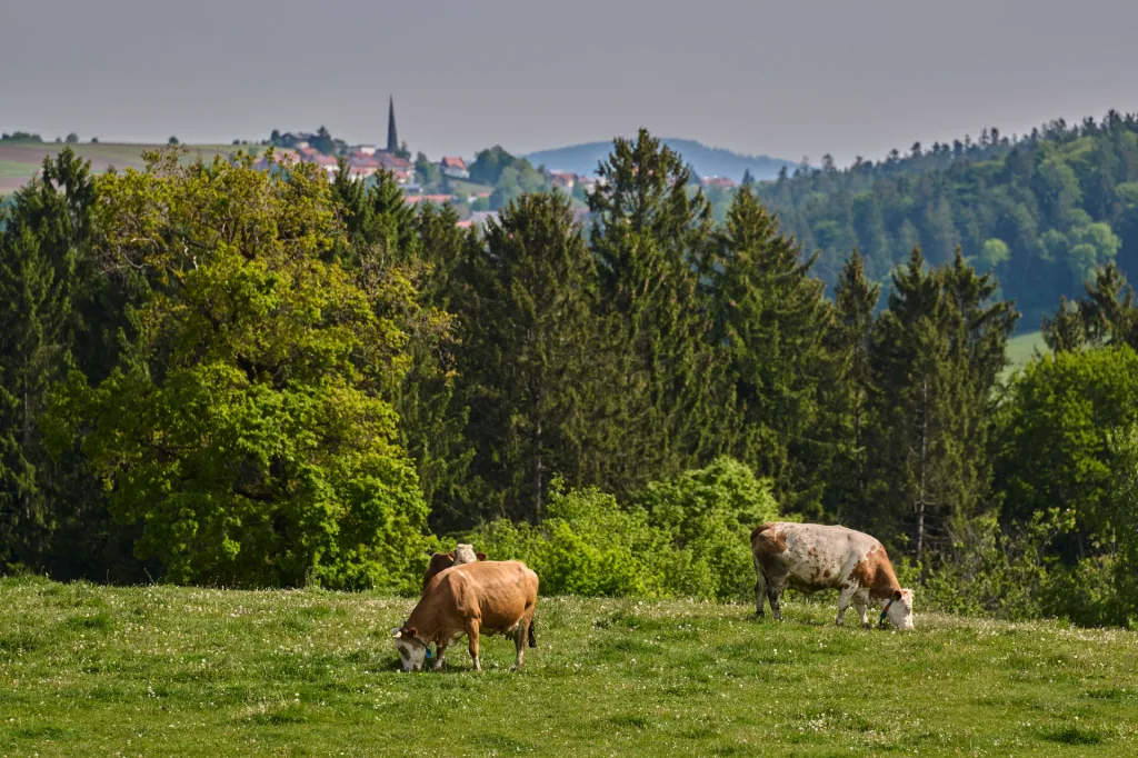 Kühe auf einer Wiese vor bewaldeten Hügeln und einem Dorf mit Kirchturm