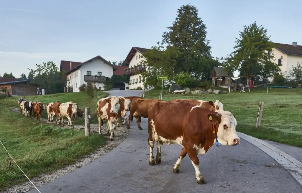 Eine Kuhherde auf dem Weg durch den Höflerhof