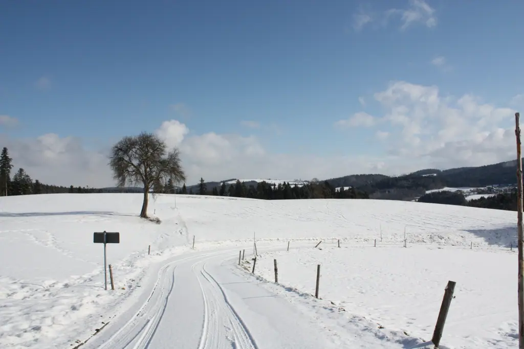 Gespurte Loipe durch eine offene Schneelandschaft mit einzelnem Baum